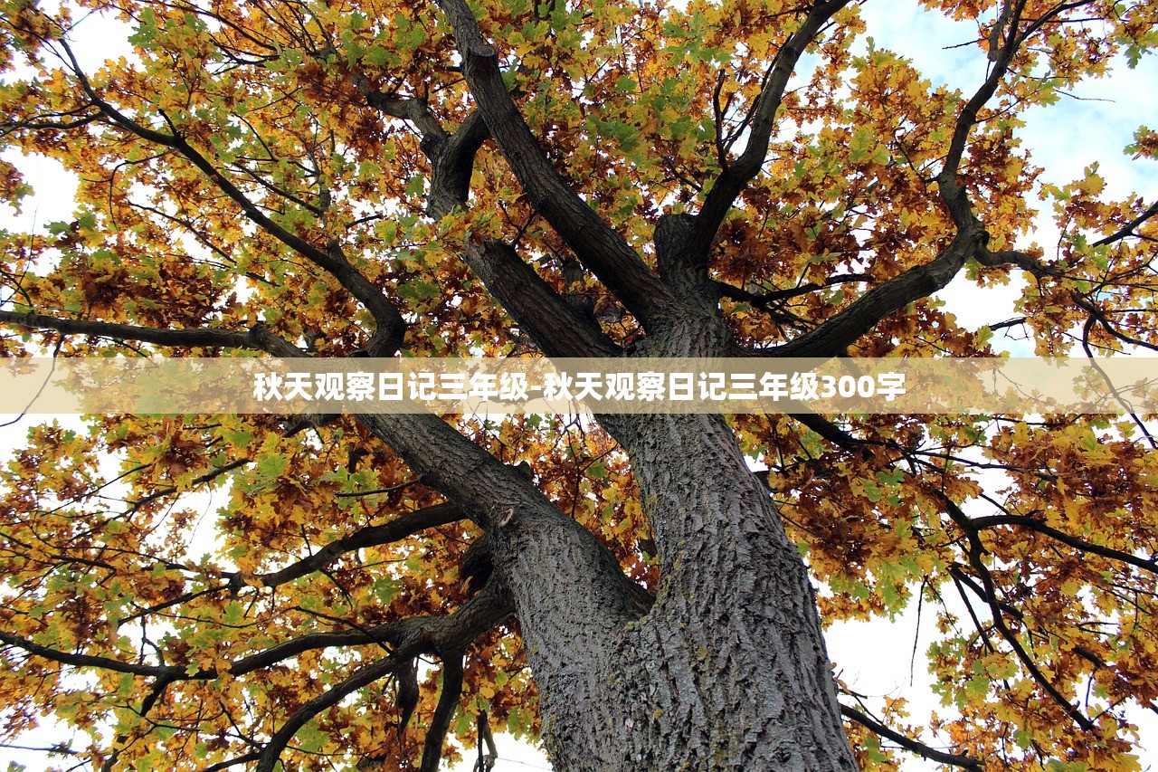 秋天观察日记三年级-秋天观察日记三年级300字