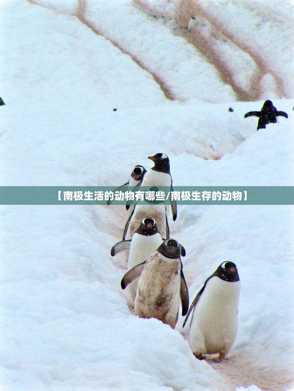 【南极生活的动物有哪些/南极生存的动物】