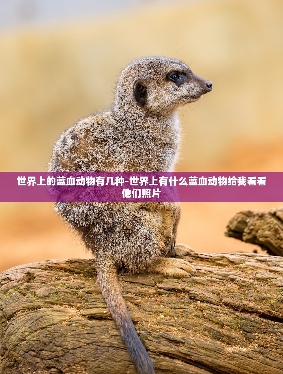 世界上的蓝血动物有几种-世界上有什么蓝血动物给我看看他们照片