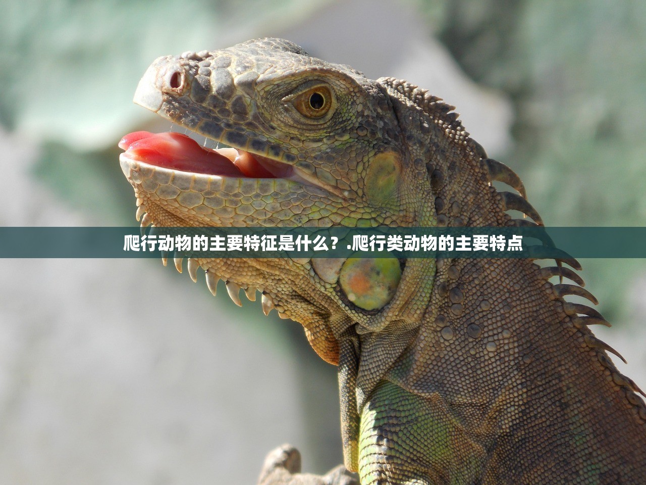 爬行动物的主要特征是什么？.爬行类动物的主要特点