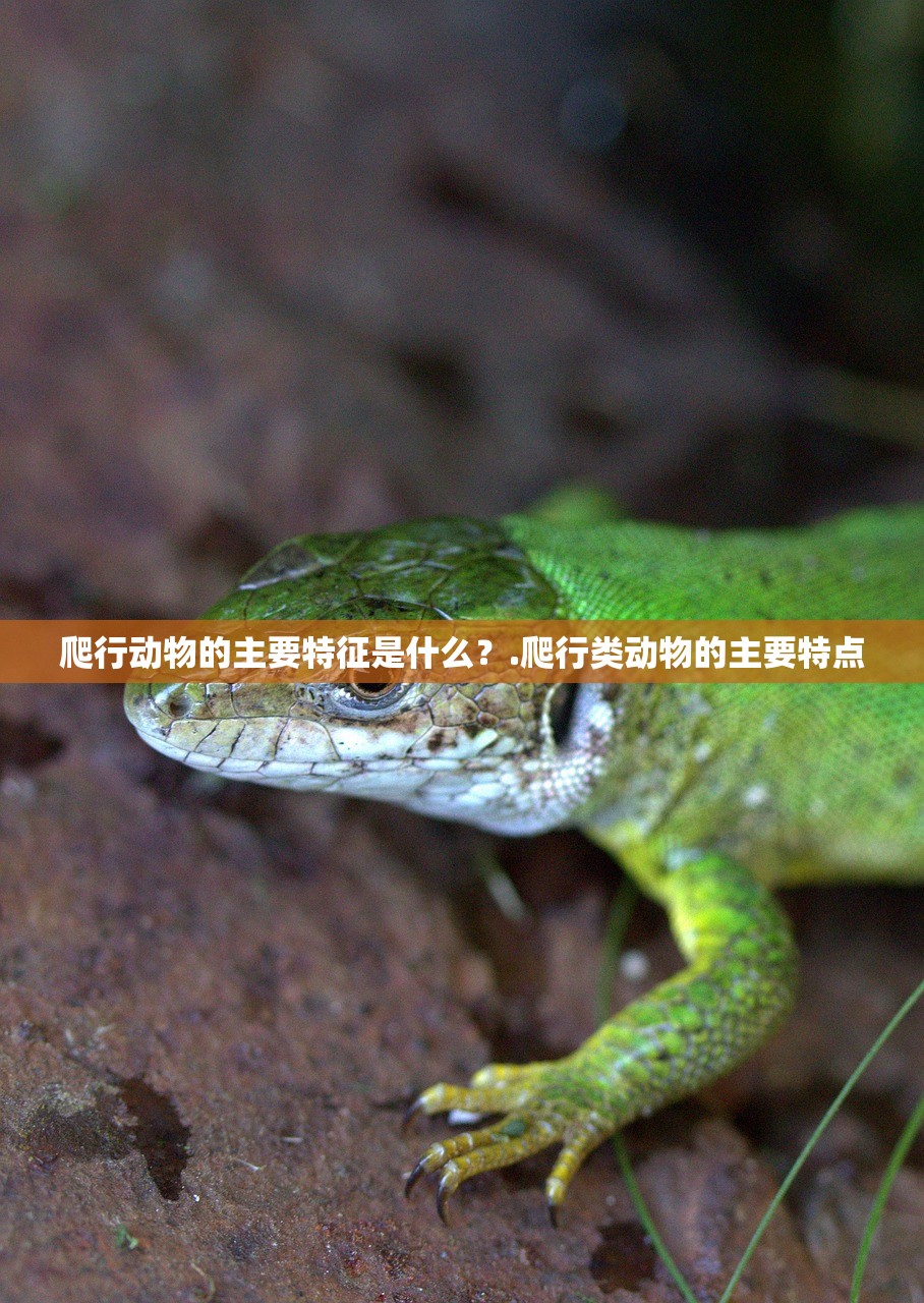 爬行动物的主要特征是什么？.爬行类动物的主要特点