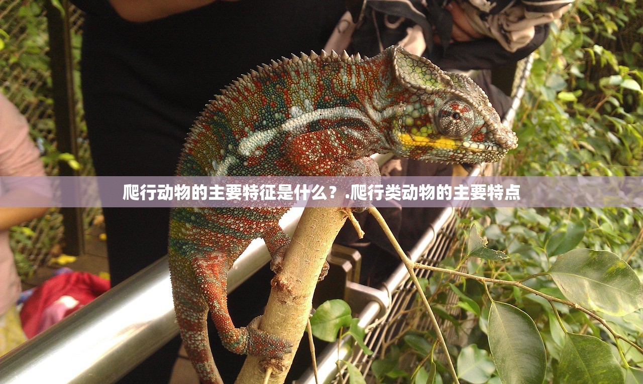 爬行动物的主要特征是什么？.爬行类动物的主要特点