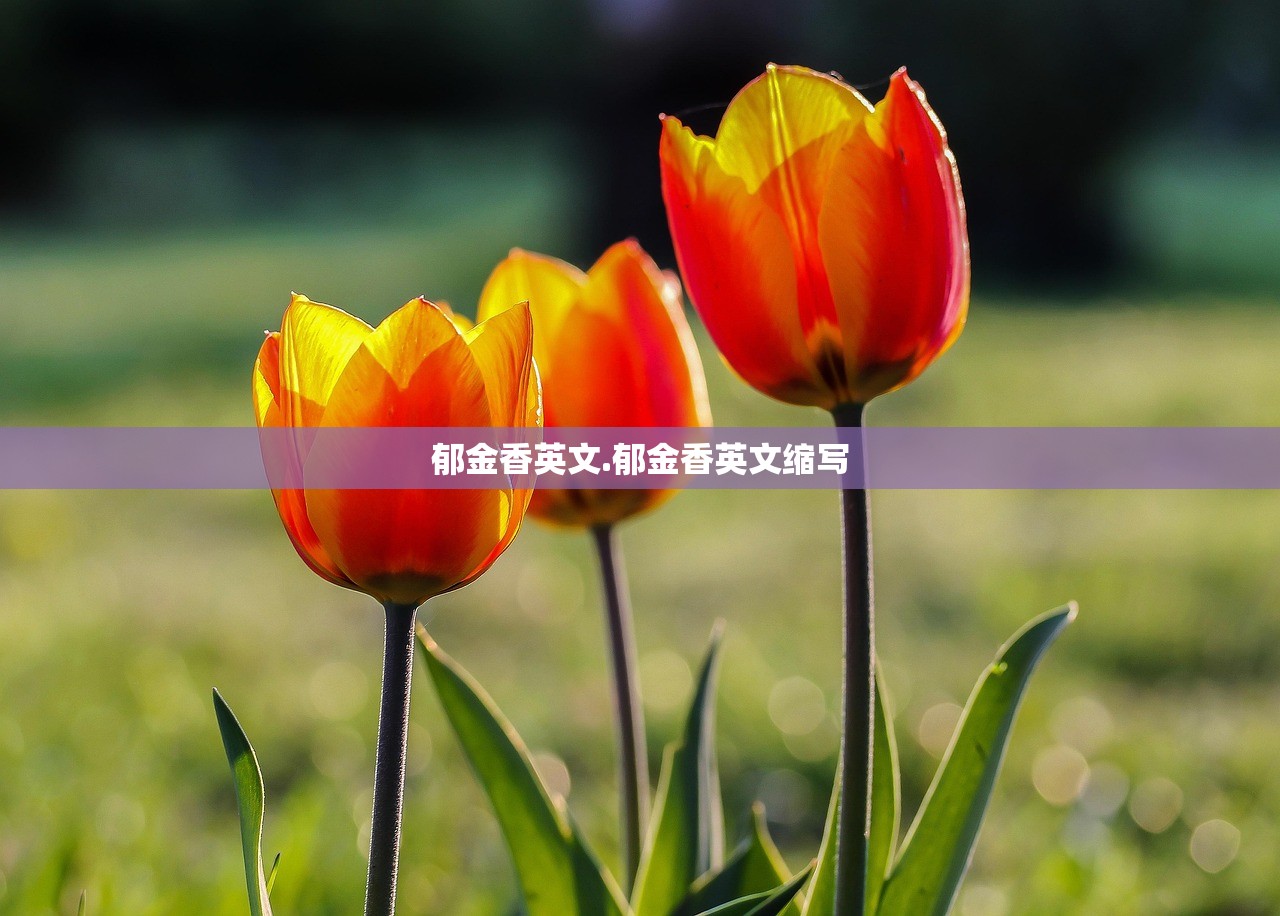 郁金香英文.郁金香英文缩写