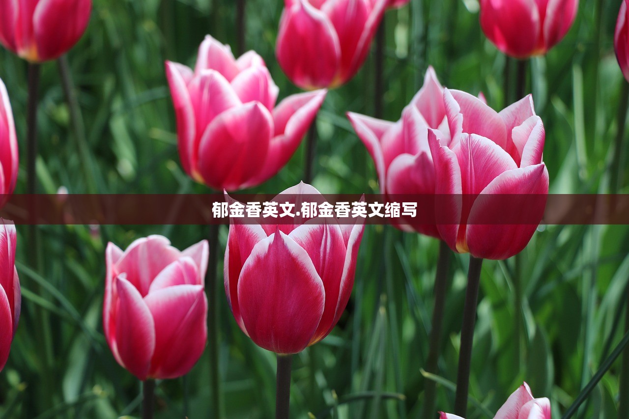 郁金香英文.郁金香英文缩写 郁金香英文.郁金香英文缩写