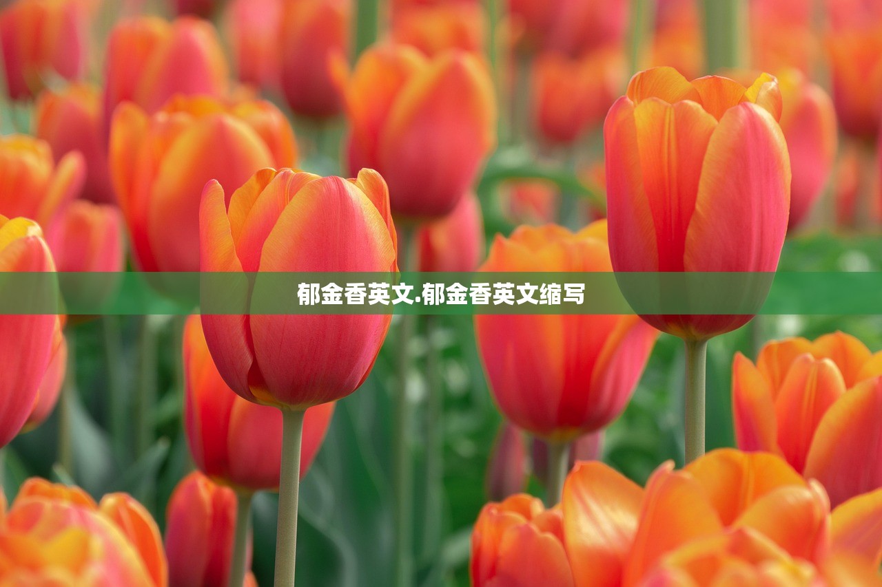 郁金香英文.郁金香英文缩写 郁金香英文.郁金香英文缩写