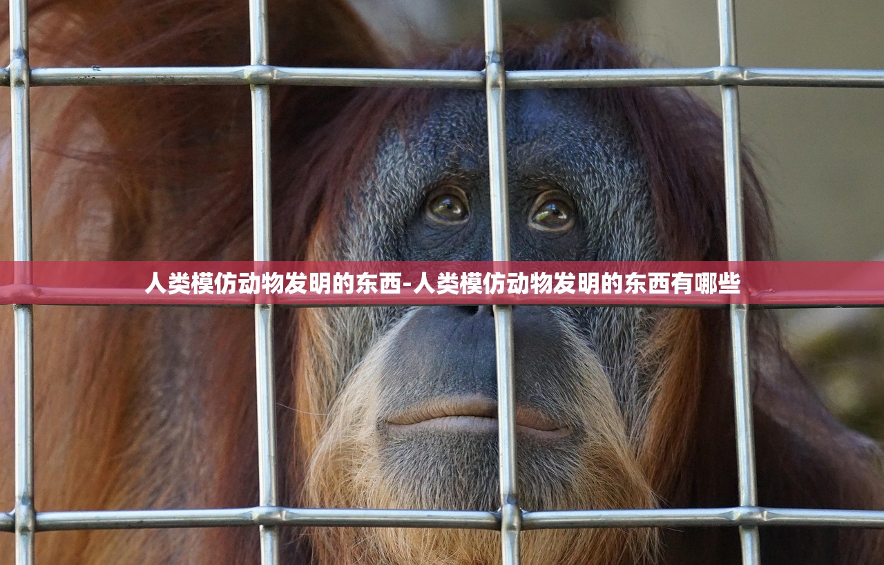 人类模仿动物发明的东西-人类模仿动物发明的东西有哪些