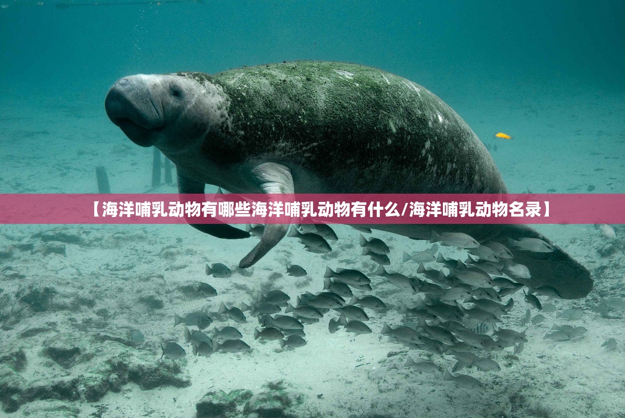 【海洋哺乳动物有哪些海洋哺乳动物有什么/海洋哺乳动物名录】