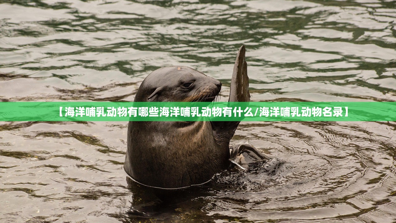 【海洋哺乳动物有哪些海洋哺乳动物有什么/海洋哺乳动物名录】