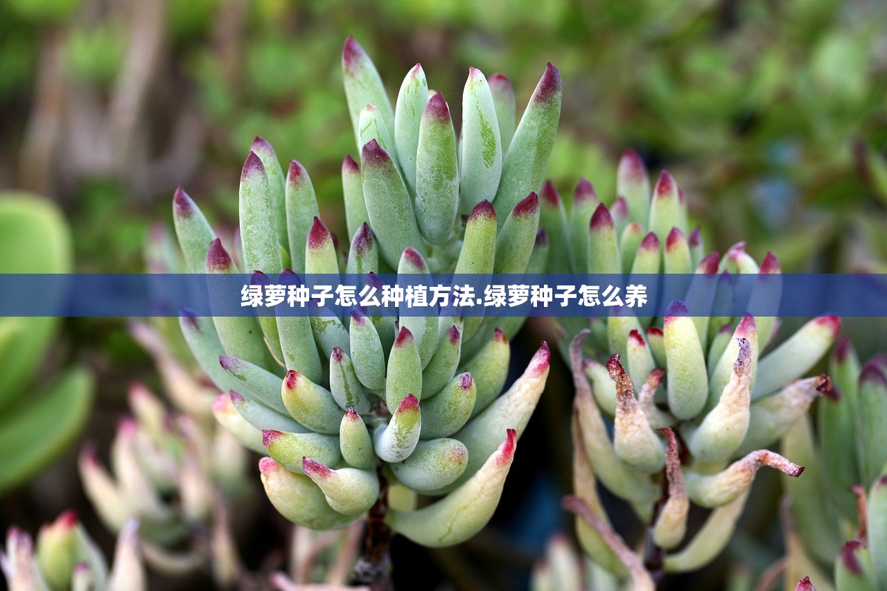 绿萝种子怎么种植方法.绿萝种子怎么养