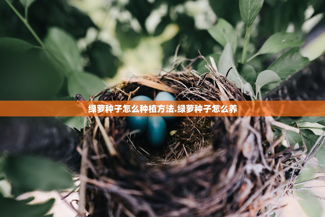 绿萝种子怎么种植方法.绿萝种子怎么养