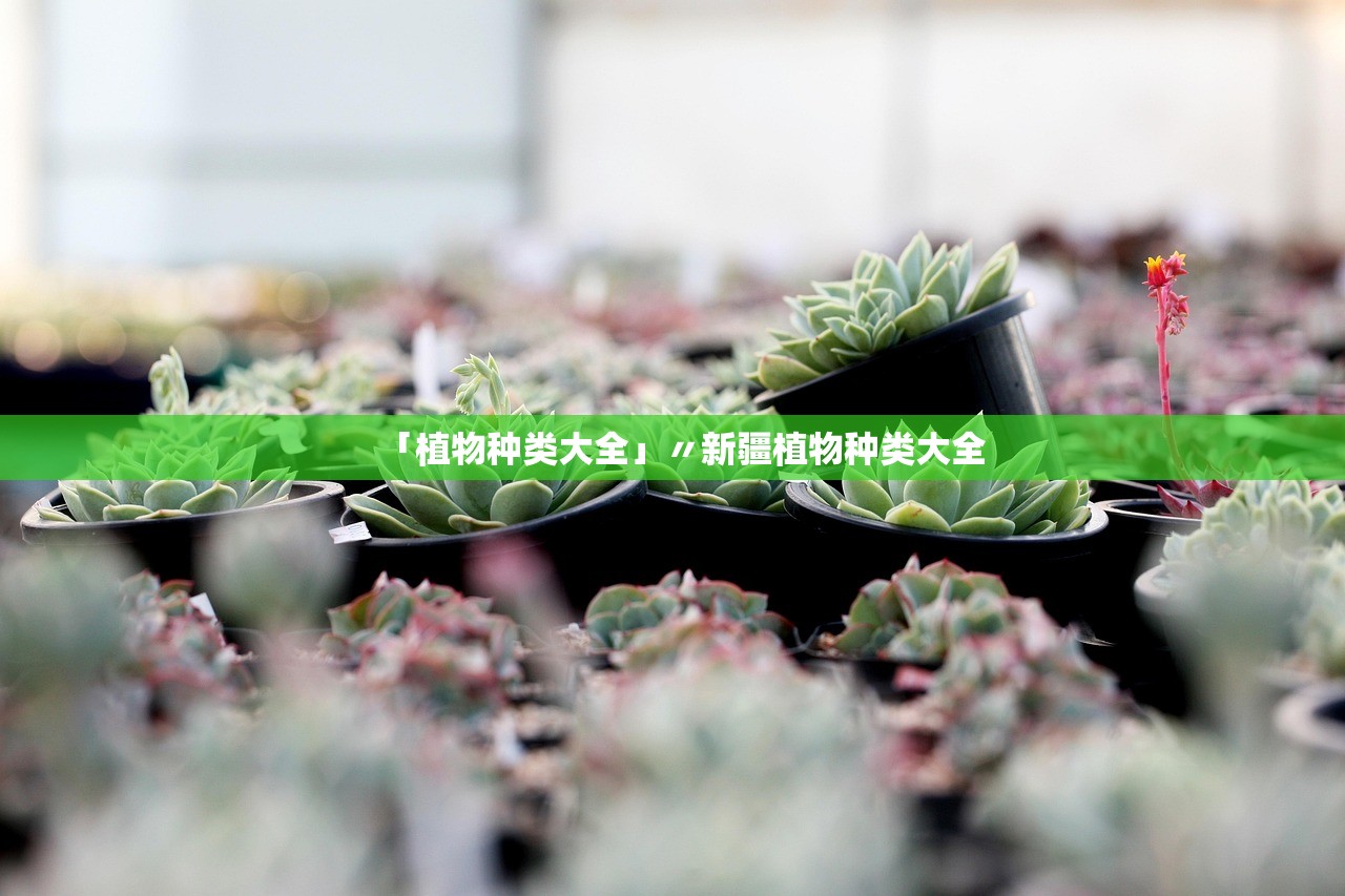 「植物种类大全」〃新疆植物种类大全 「植物种类大全」〃新疆植物种类大全