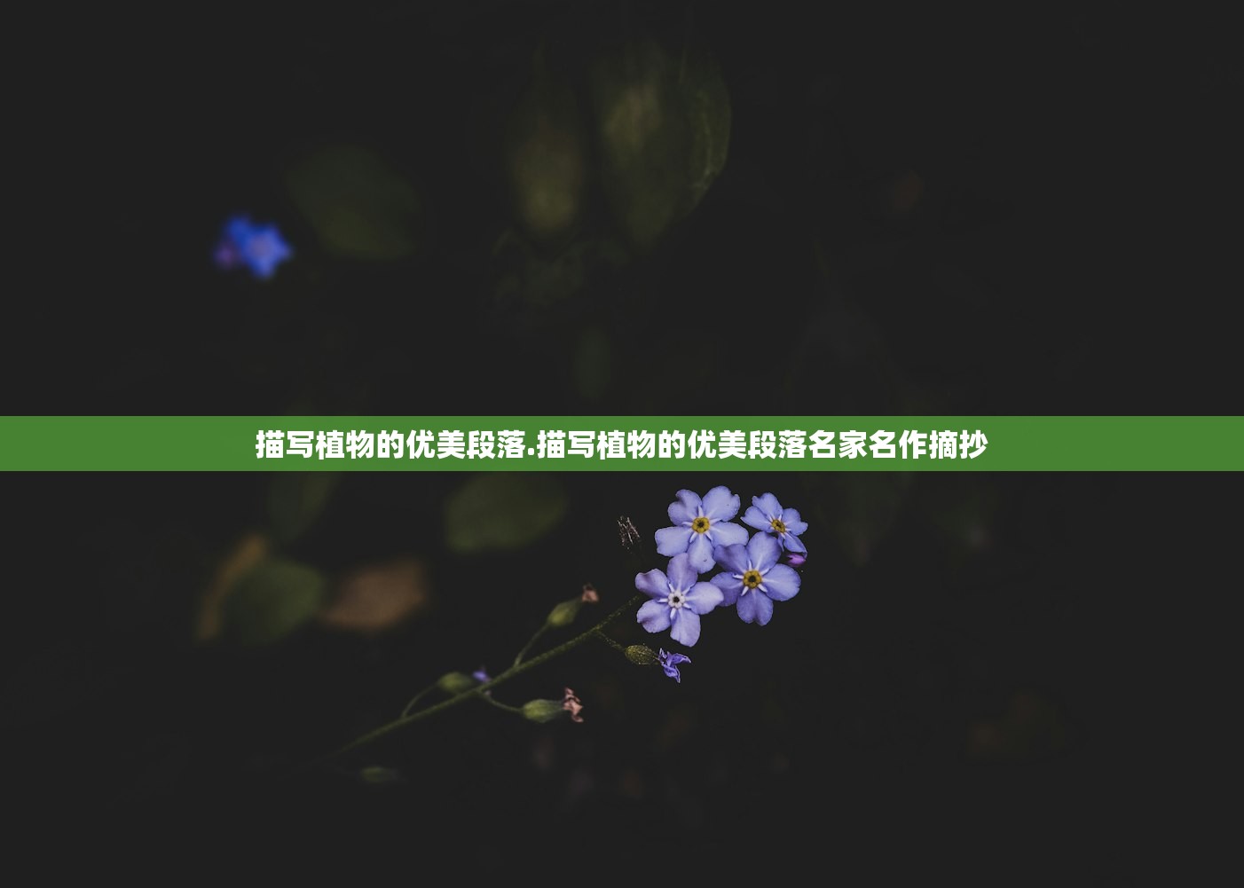 描写植物的优美段落.描写植物的优美段落名家名作摘抄