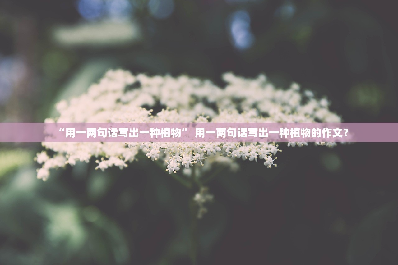 “用一两句话写出一种植物	” 用一两句话写出一种植物的作文？