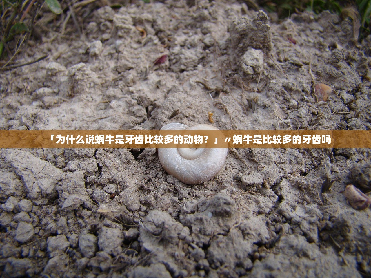 「为什么说蜗牛是牙齿比较多的动物？」〃蜗牛是比较多的牙齿吗