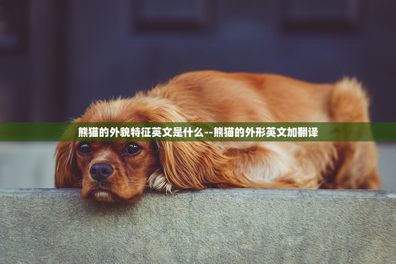 熊猫的外貌特征英文是什么--熊猫的外形英文加翻译 熊猫的外貌特征英文是什么--熊猫的外形英文加翻译