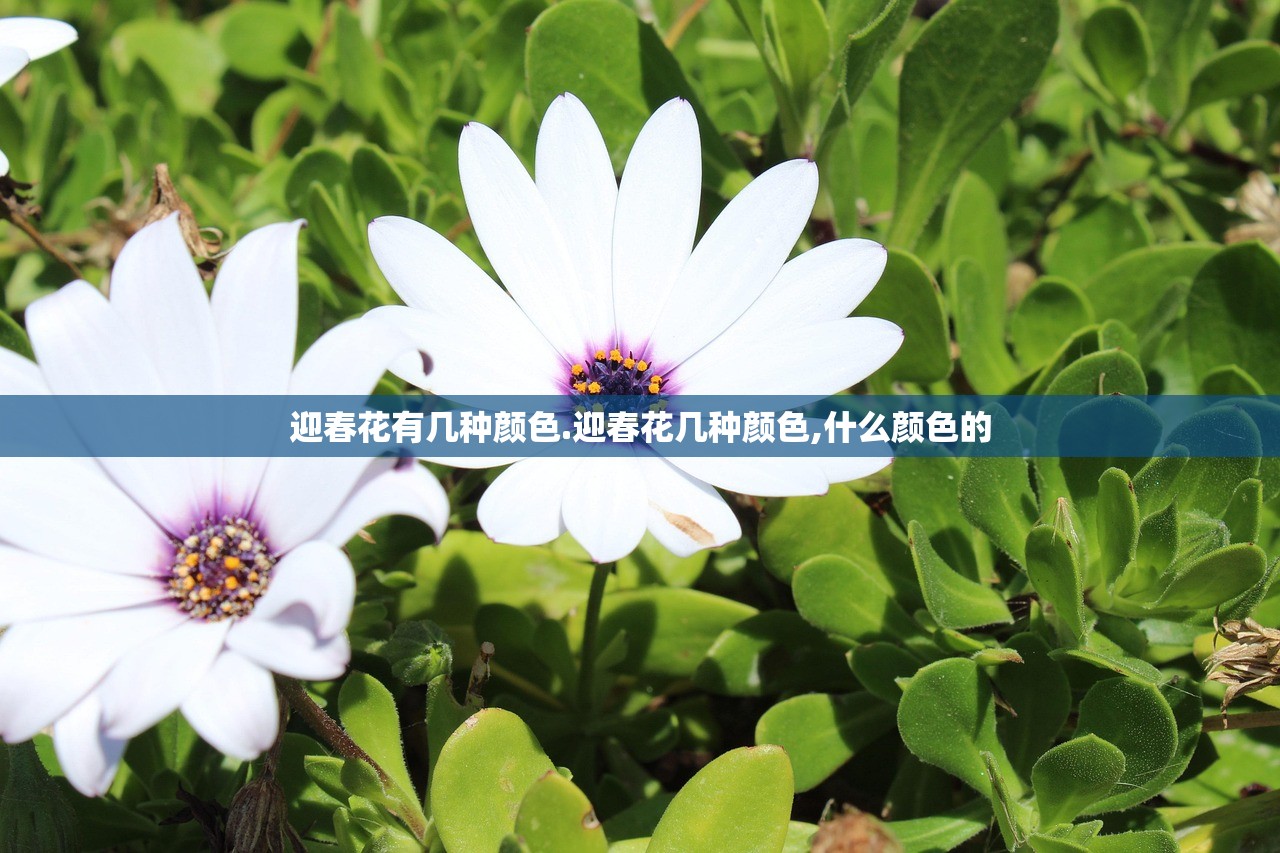 迎春花有几种颜色.迎春花几种颜色,什么颜色的 迎春花有几种颜色.迎春花几种颜色,什么颜色的