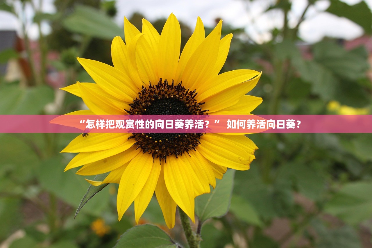 “怎样把观赏性的向日葵养活？” 如何养活向日葵？