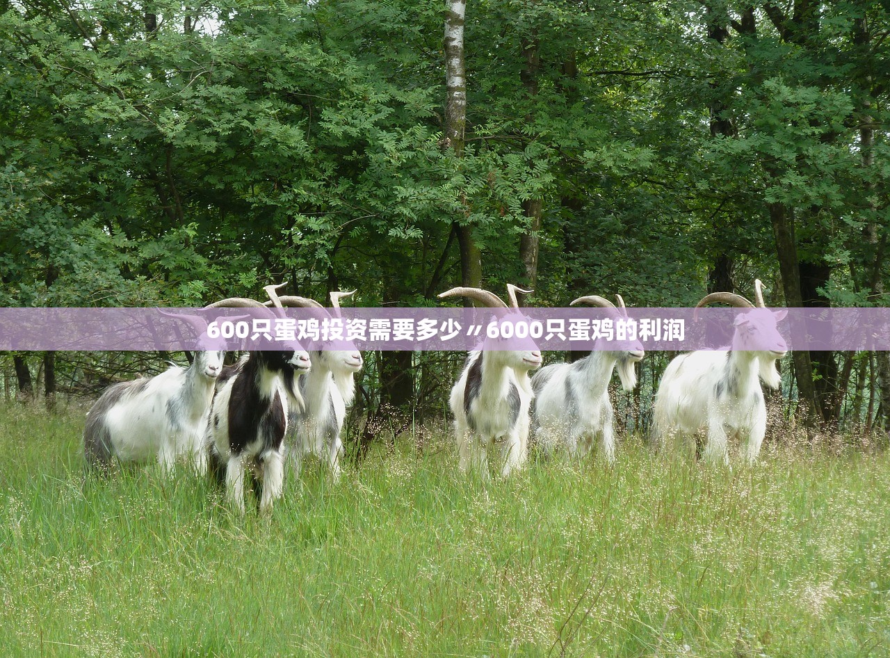 600只蛋鸡投资需要多少〃6000只蛋鸡的利润