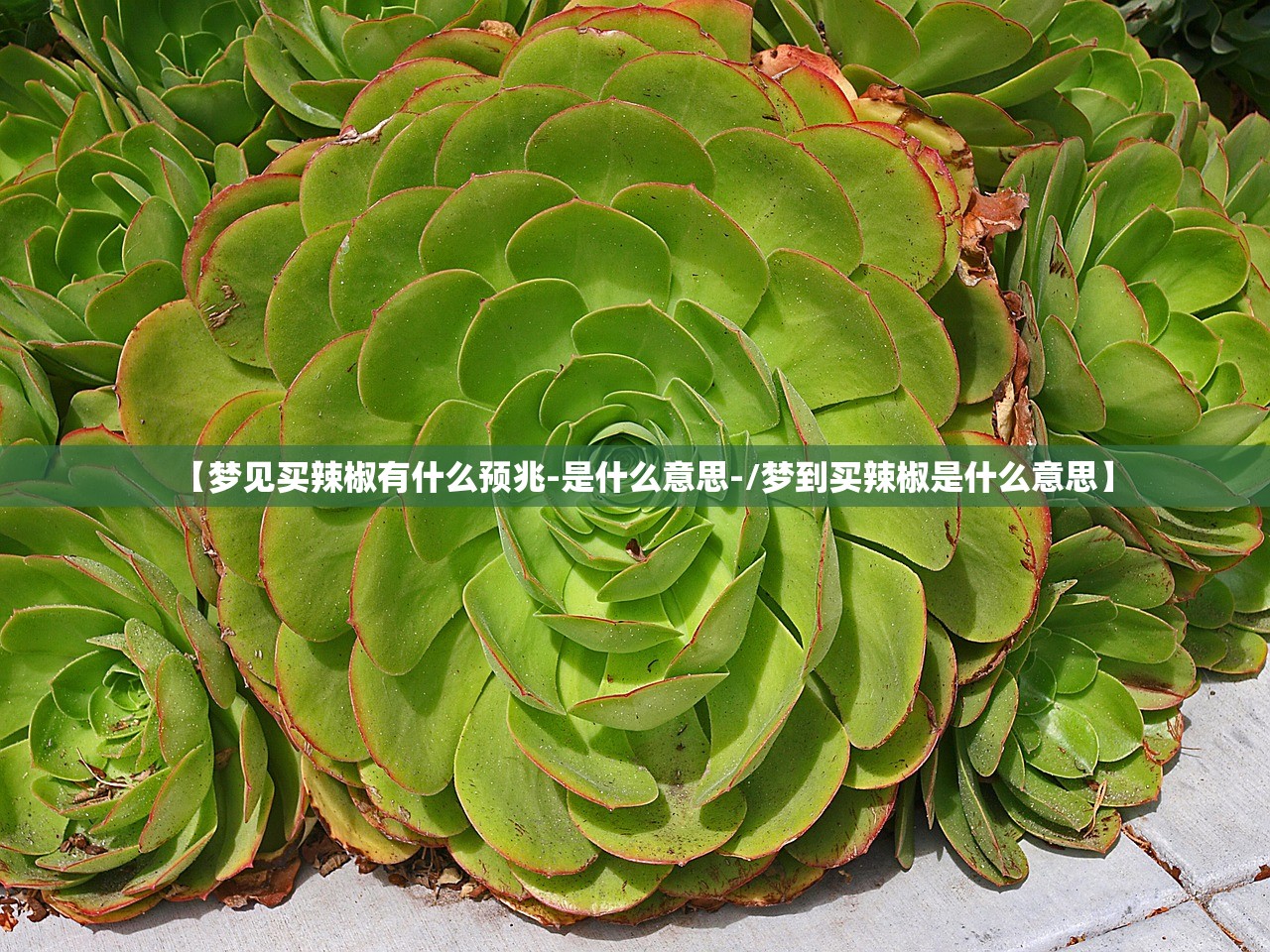 【梦见买辣椒有什么预兆-是什么意思-/梦到买辣椒是什么意思】 【梦见买辣椒有什么预兆-是什么意思-/梦到买辣椒是什么意思】