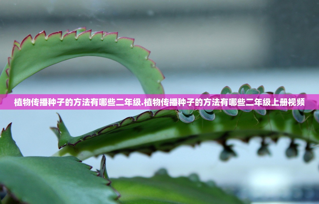 植物传播种子的方法有哪些二年级.植物传播种子的方法有哪些二年级上册视频