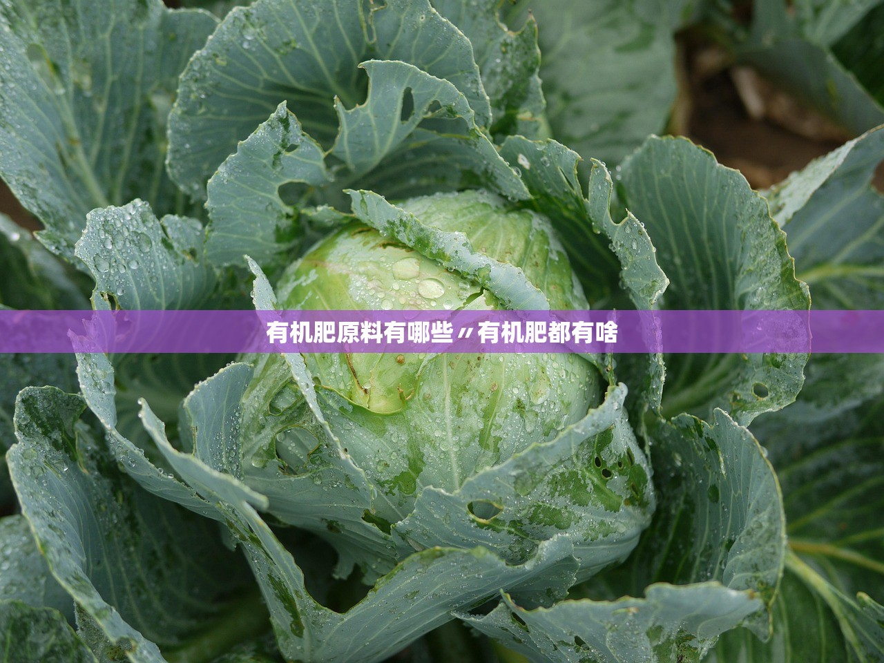 有机肥原料有哪些〃有机肥都有啥