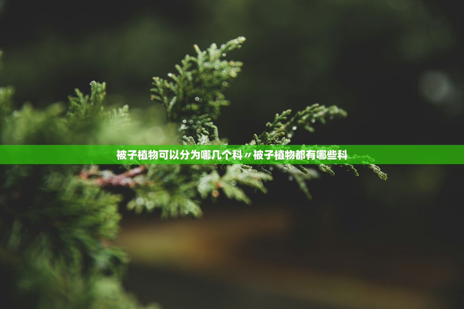 被子植物可以分为哪几个科〃被子植物都有哪些科 被子植物可以分为哪几个科〃被子植物都有哪些科