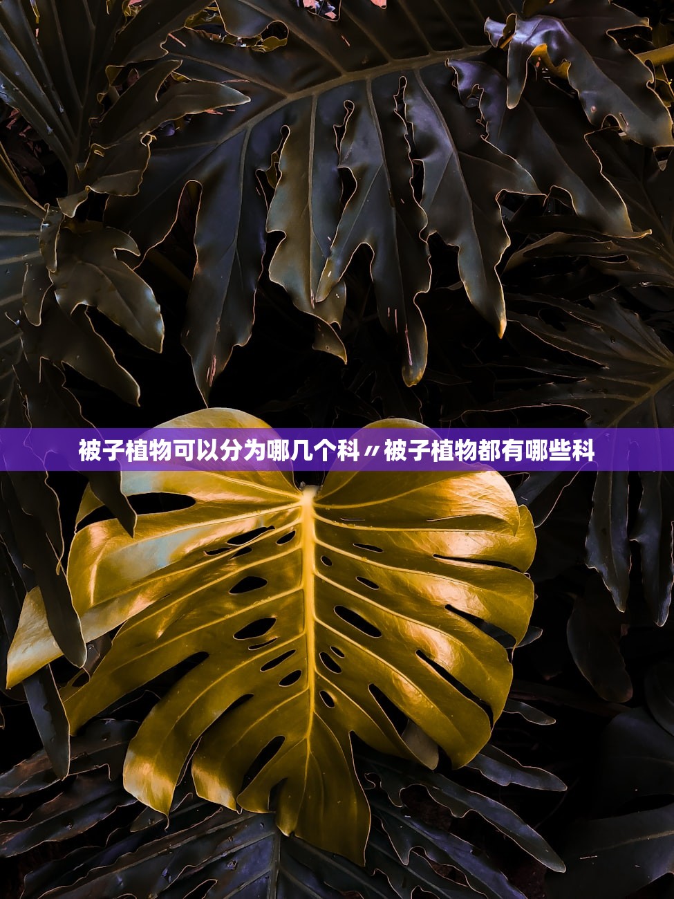 被子植物可以分为哪几个科〃被子植物都有哪些科 被子植物可以分为哪几个科〃被子植物都有哪些科
