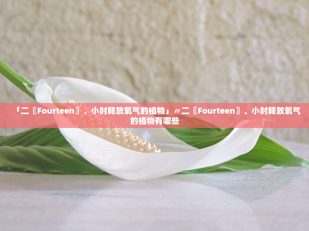 「二〖Fourteen〗、小时释放氧气的植物」〃二〖Fourteen〗、小时释放氧气的植物有哪些