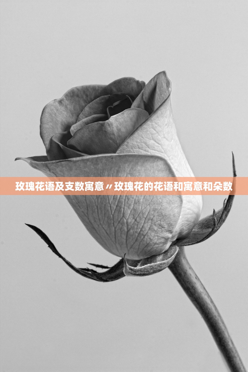 玫瑰花语及支数寓意〃玫瑰花的花语和寓意和朵数
