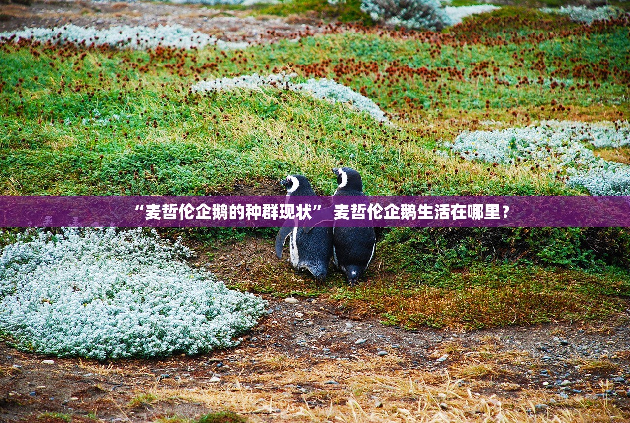 “麦哲伦企鹅的种群现状	” 麦哲伦企鹅生活在哪里？