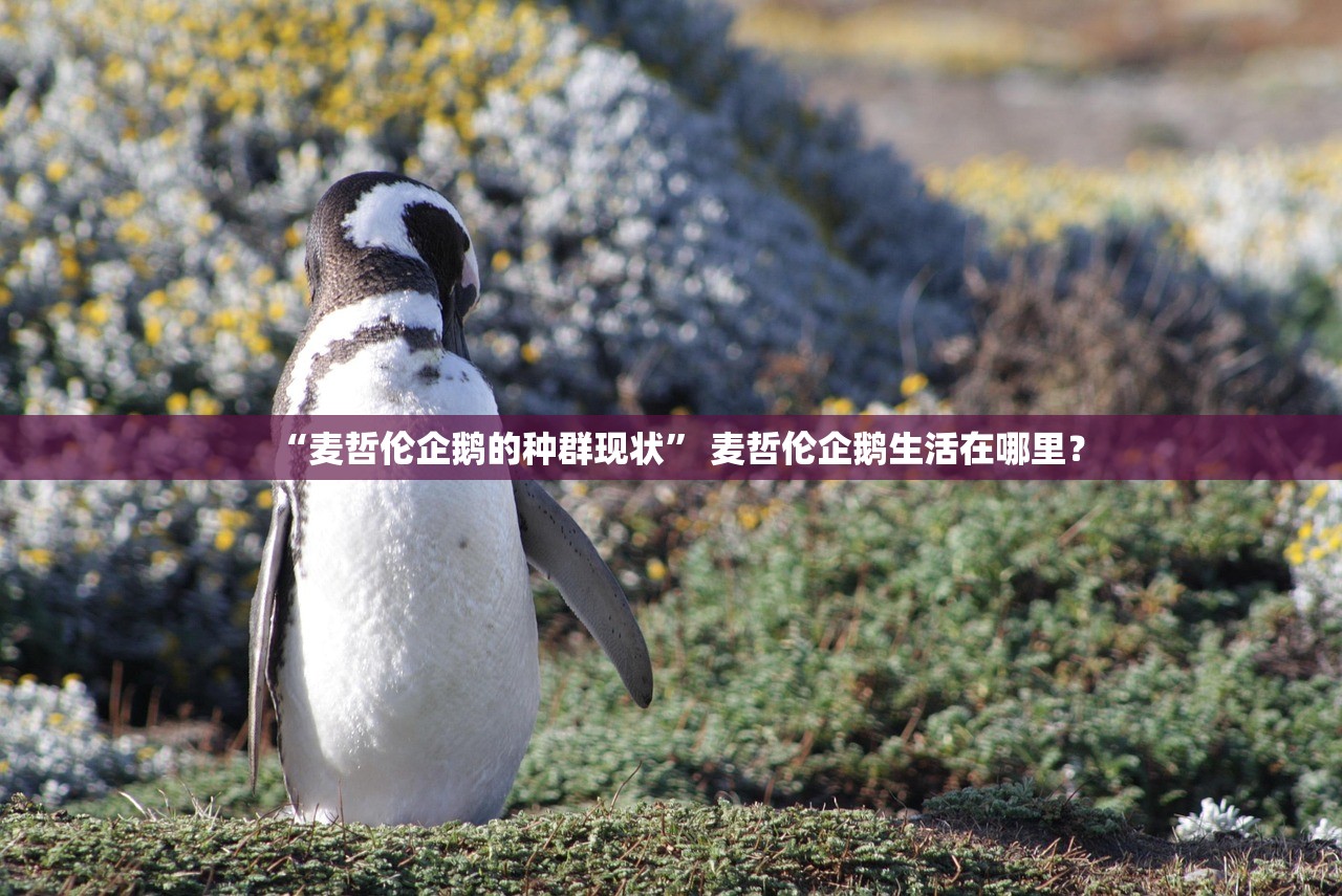 “麦哲伦企鹅的种群现状” 麦哲伦企鹅生活在哪里？
