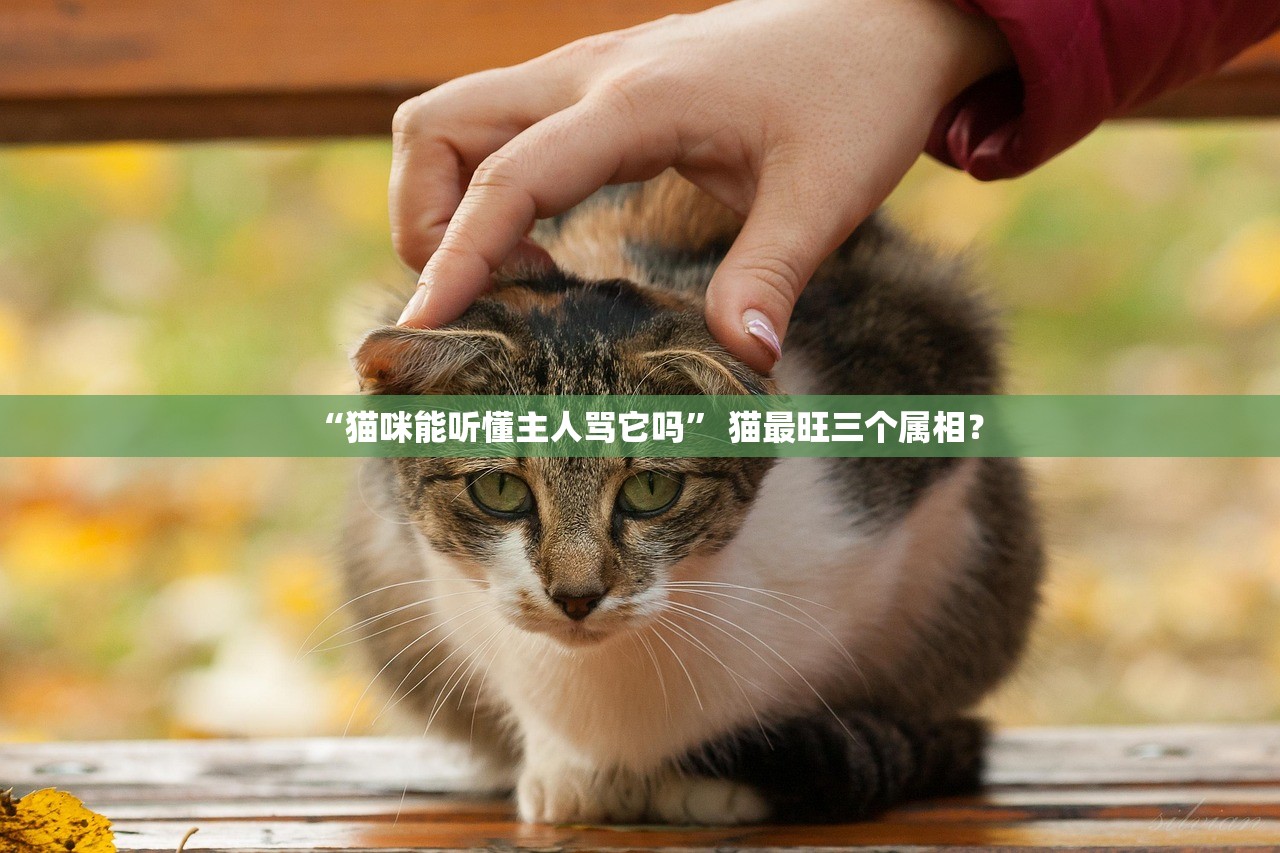 “猫咪能听懂主人骂它吗” 猫最旺三个属相？