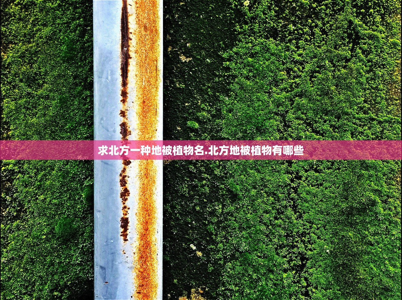 求北方一种地被植物名.北方地被植物有哪些