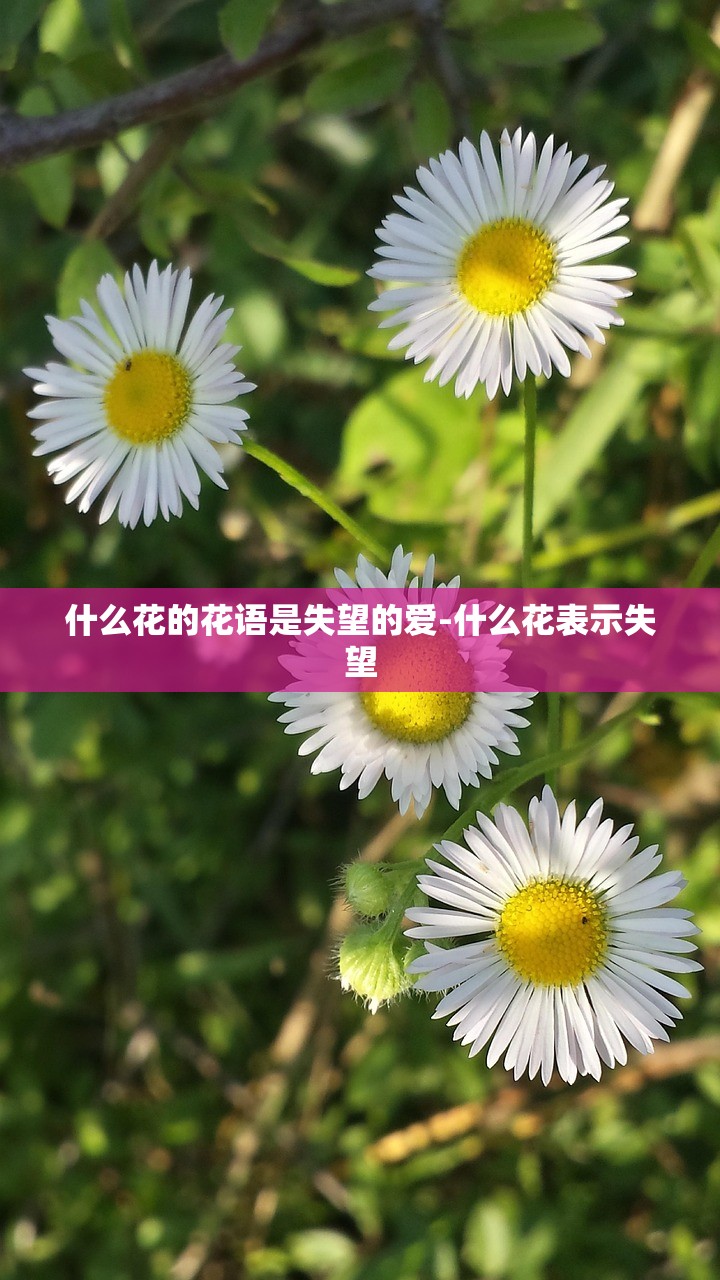 什么花的花语是失望的爱-什么花表示失望