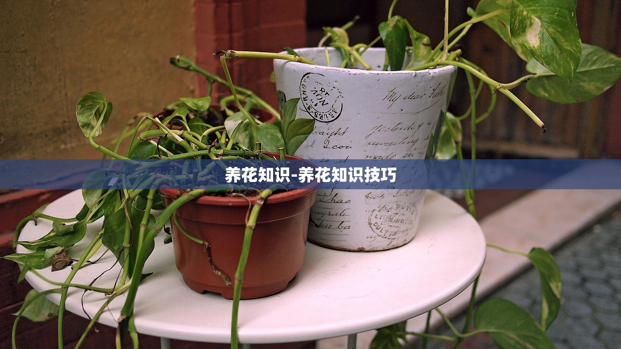 养花知识-养花知识技巧