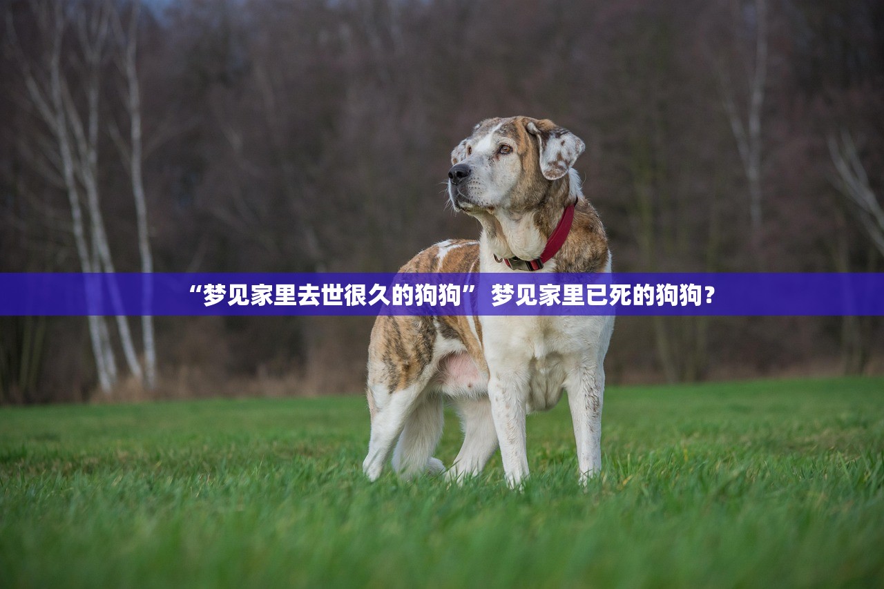 “梦见家里去世很久的狗狗	” 梦见家里已死的狗狗？