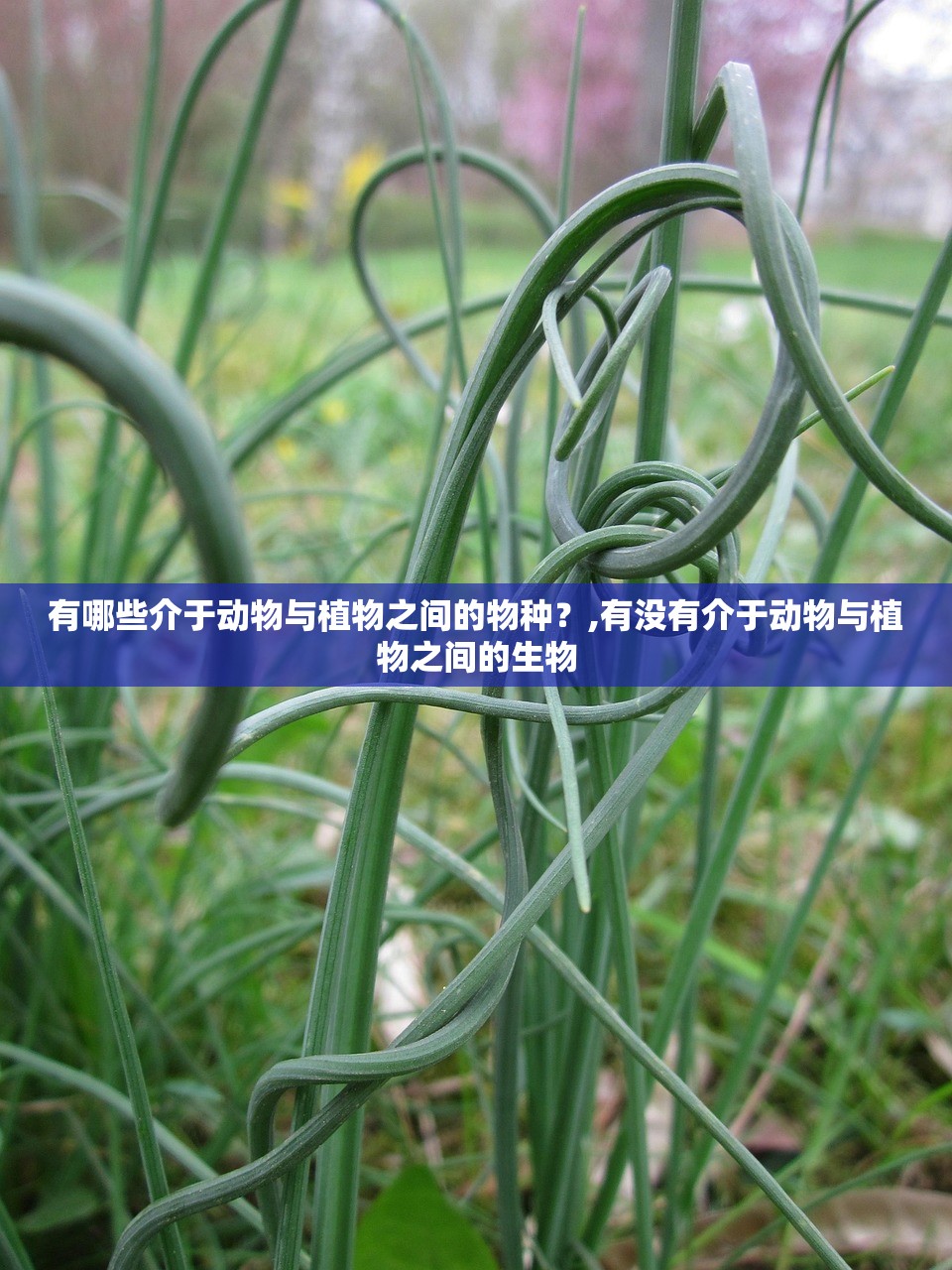 有哪些介于动物与植物之间的物种?,有没有介于动物与植物之间的生物 有哪些介于动物与植物之间的物种?,有没有介于动物与植物之间的生物