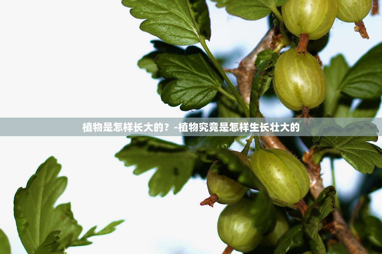 植物是怎样长大的？-植物究竟是怎样生长壮大的