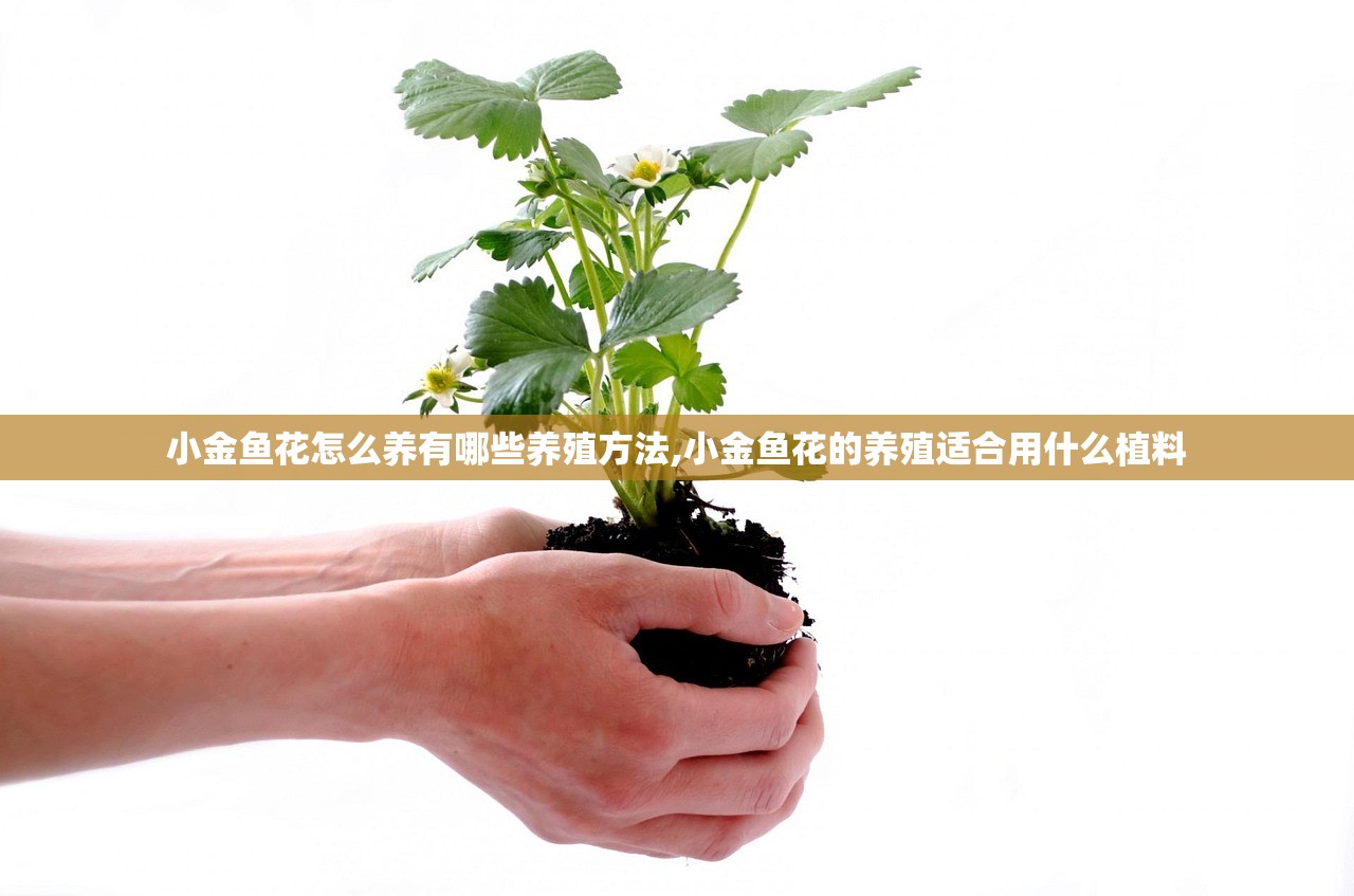 小金鱼花怎么养有哪些养殖方法,小金鱼花的养殖适合用什么植料