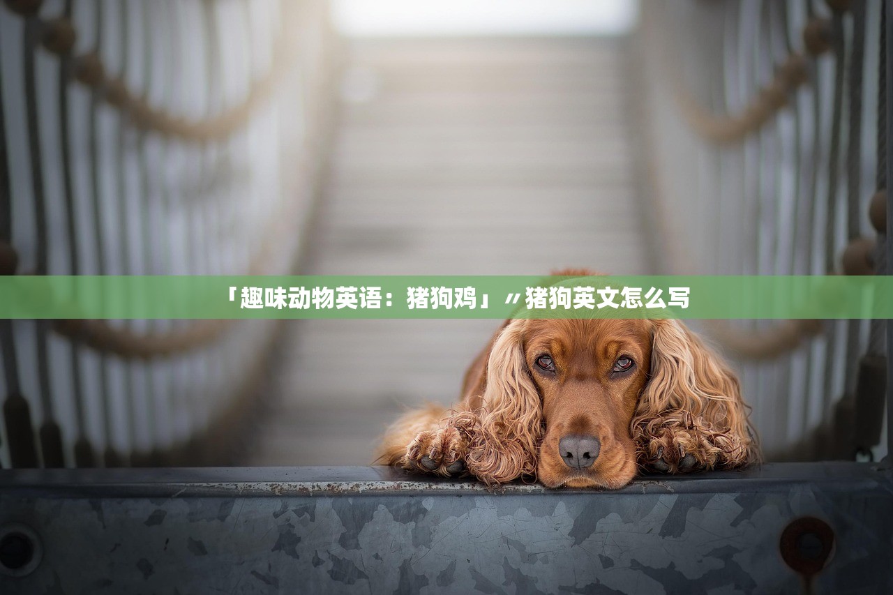 「趣味动物英语：猪狗鸡」〃猪狗英文怎么写