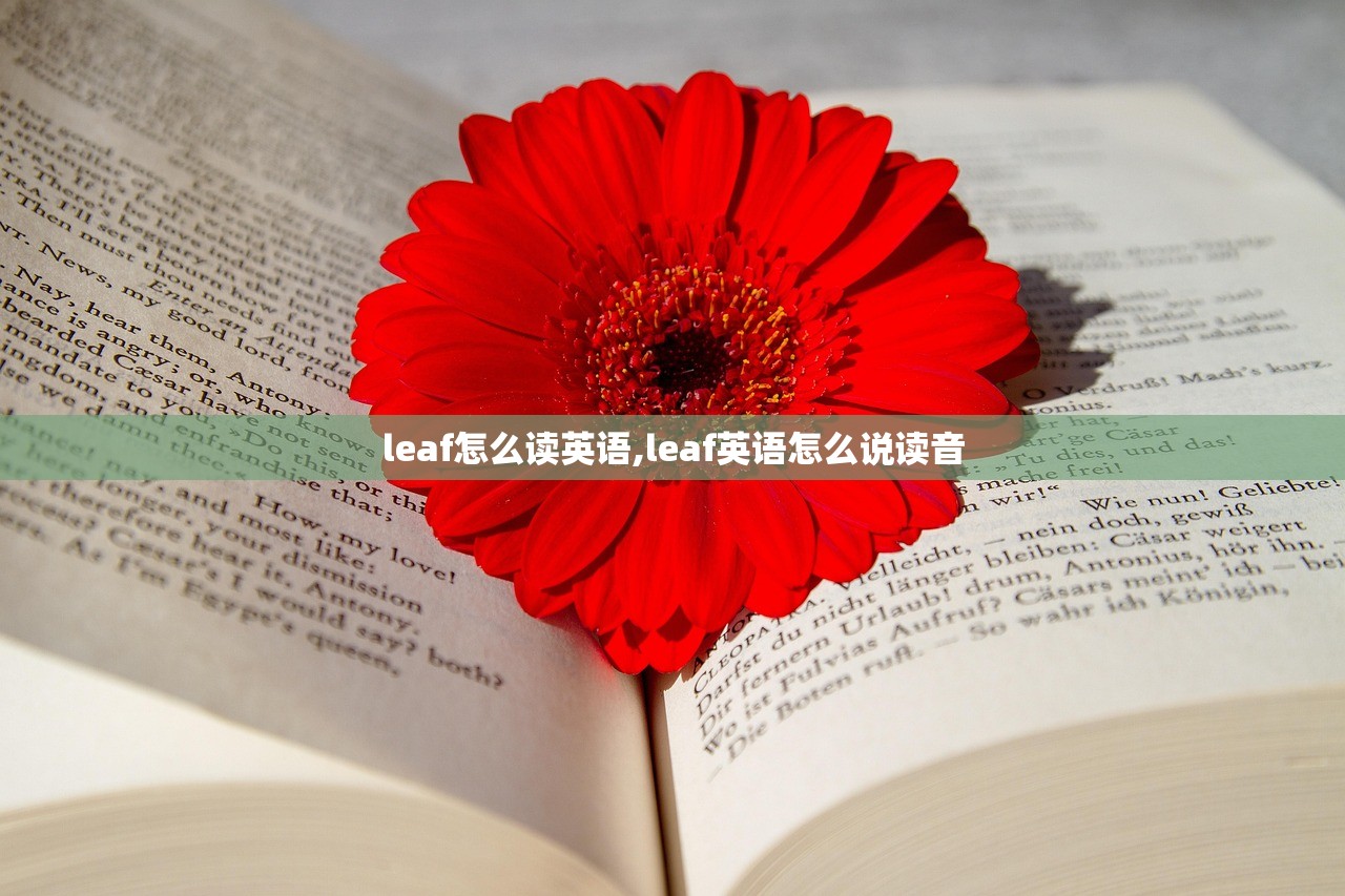 leaf怎么读英语,leaf英语怎么说读音 leaf怎么读英语,leaf英语怎么说读音