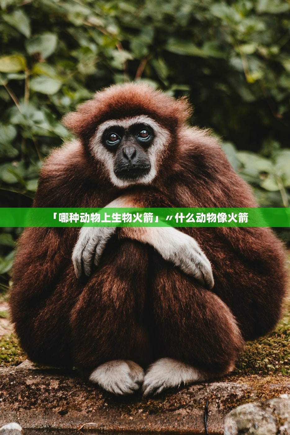 「哪种动物上生物火箭」〃什么动物像火箭