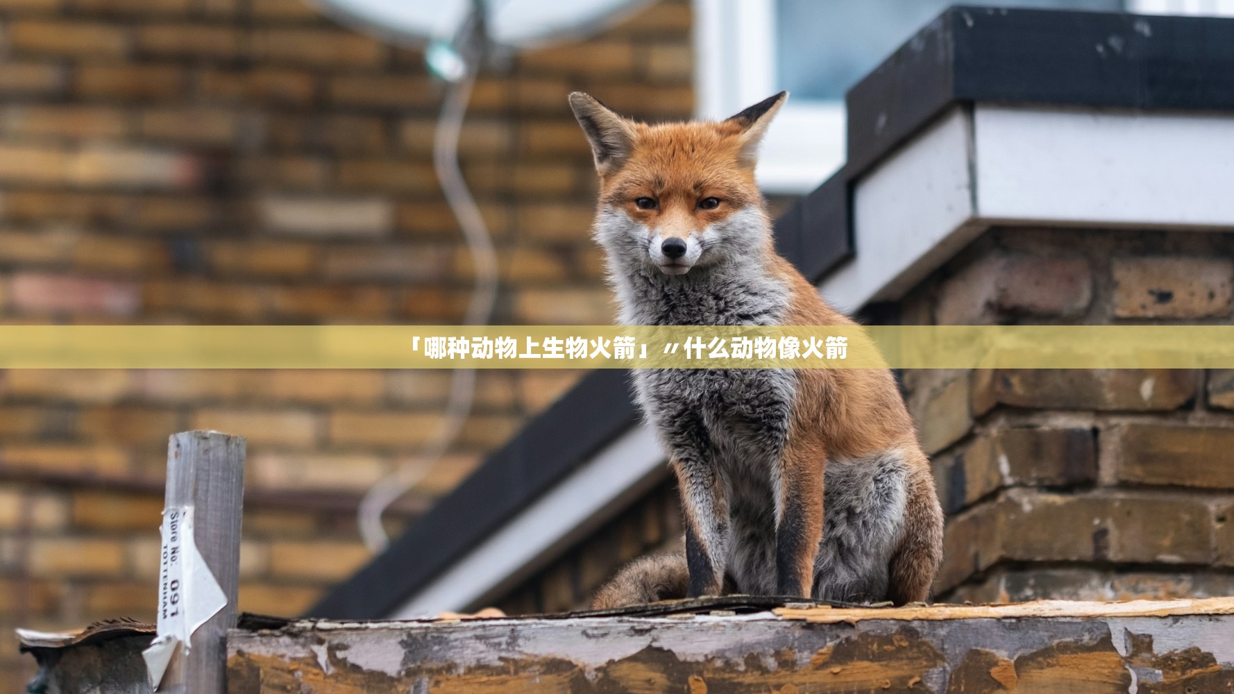 「哪种动物上生物火箭」〃什么动物像火箭