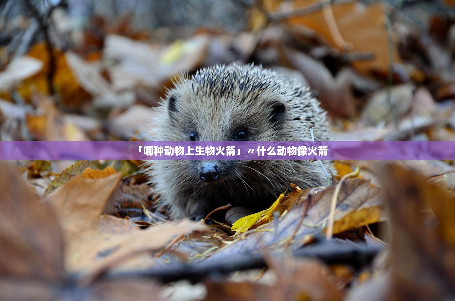 「哪种动物上生物火箭」〃什么动物像火箭