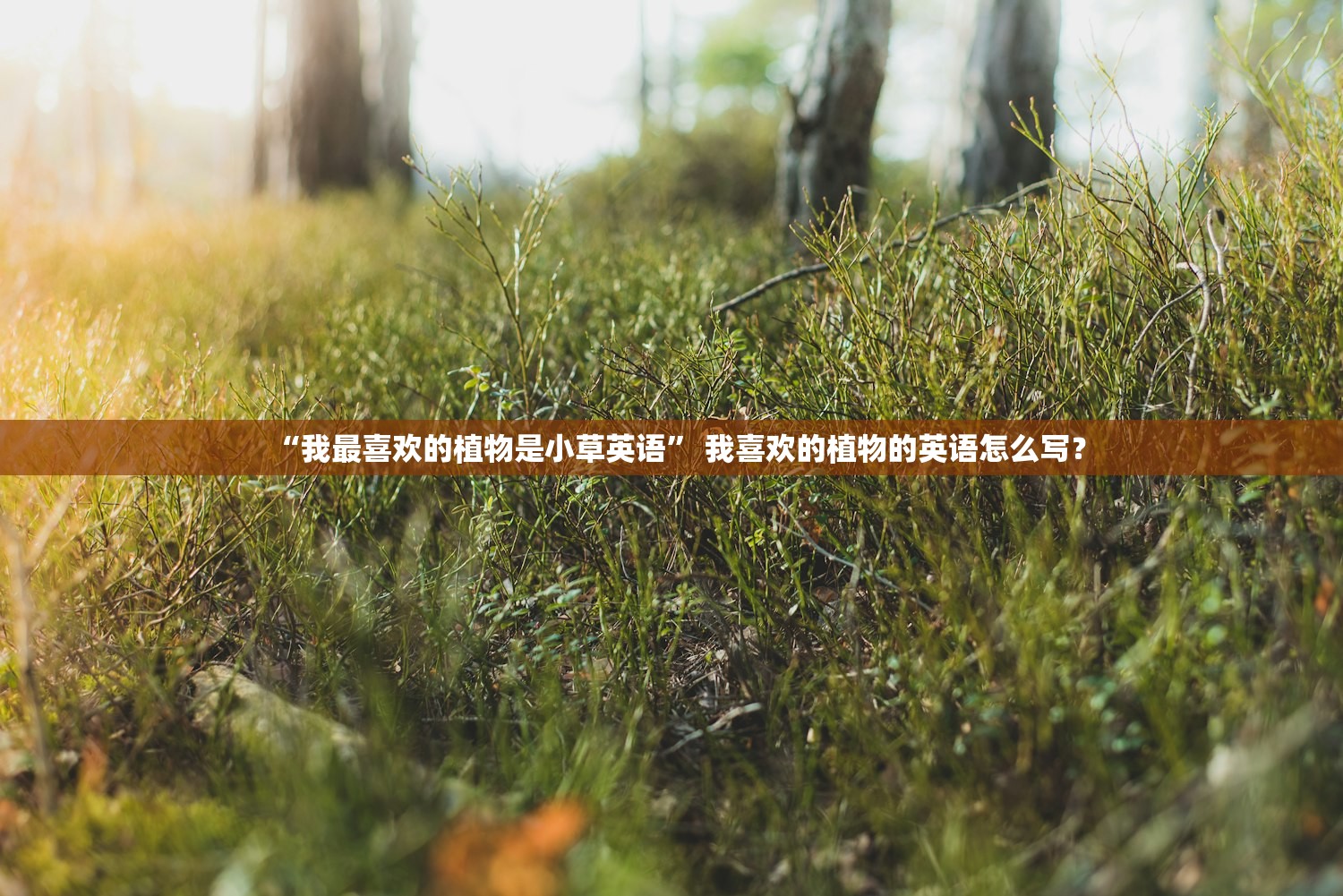 “我最喜欢的植物是小草英语” 我喜欢的植物的英语怎么写？