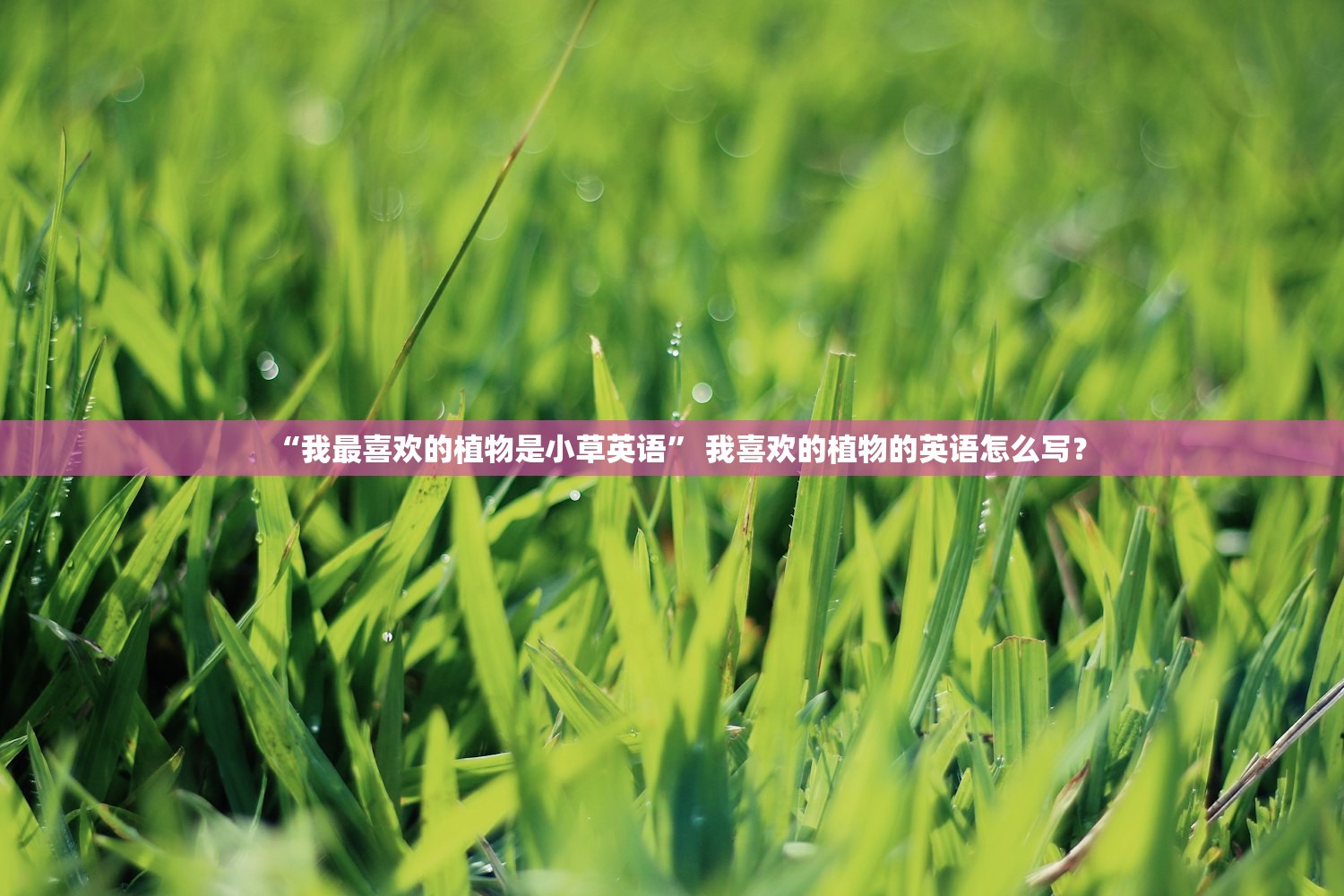 “我最喜欢的植物是小草英语” 我喜欢的植物的英语怎么写？