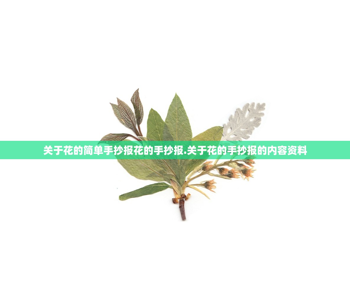 关于花的简单手抄报花的手抄报.关于花的手抄报的内容资料