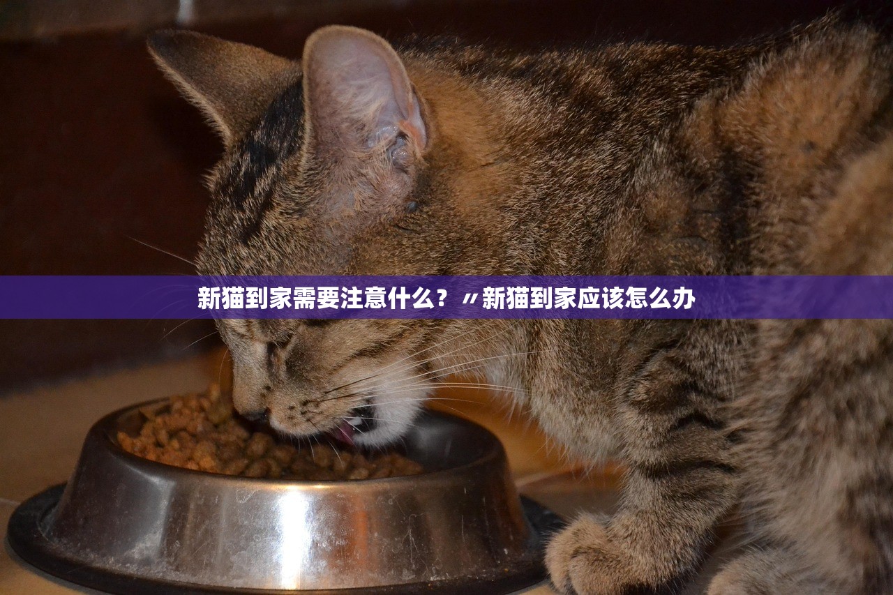 新猫到家需要注意什么？〃新猫到家应该怎么办