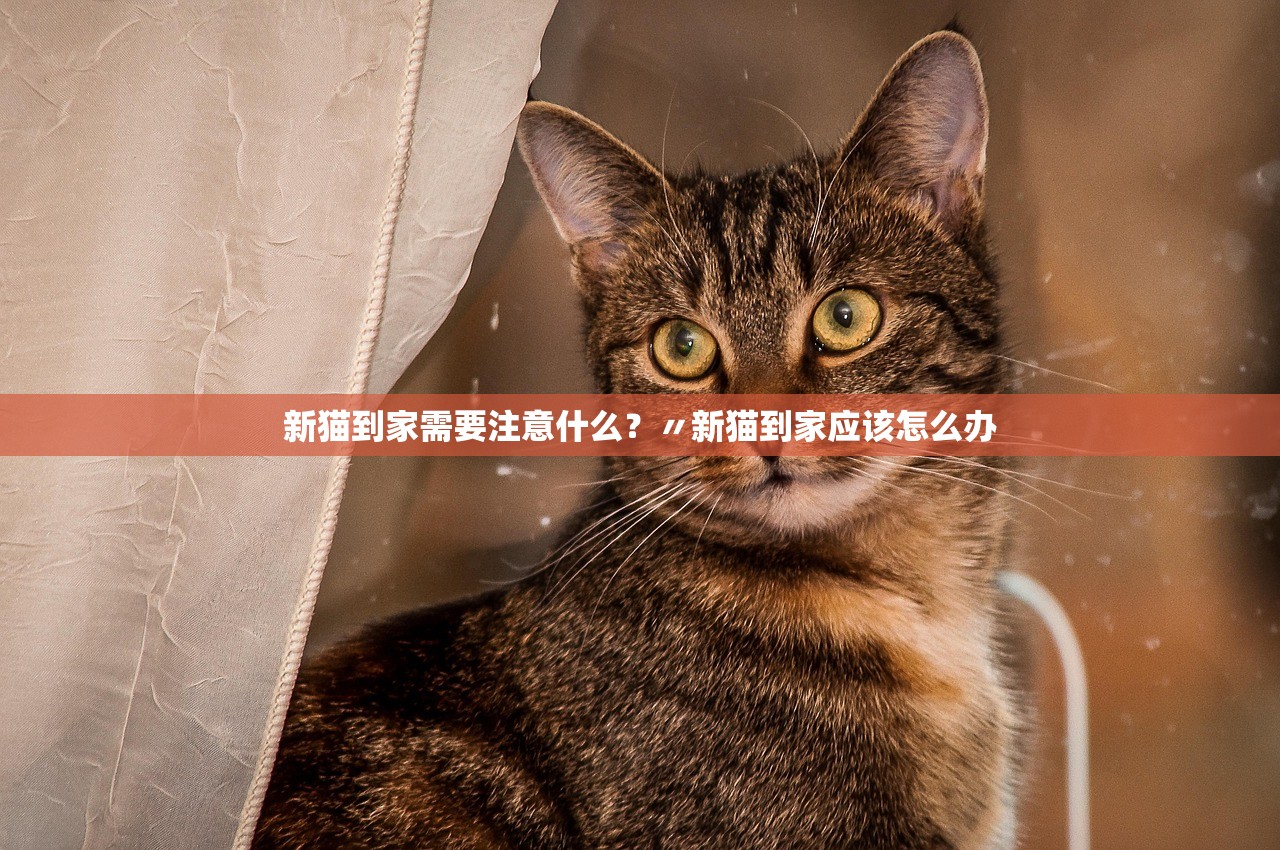 新猫到家需要注意什么？〃新猫到家应该怎么办