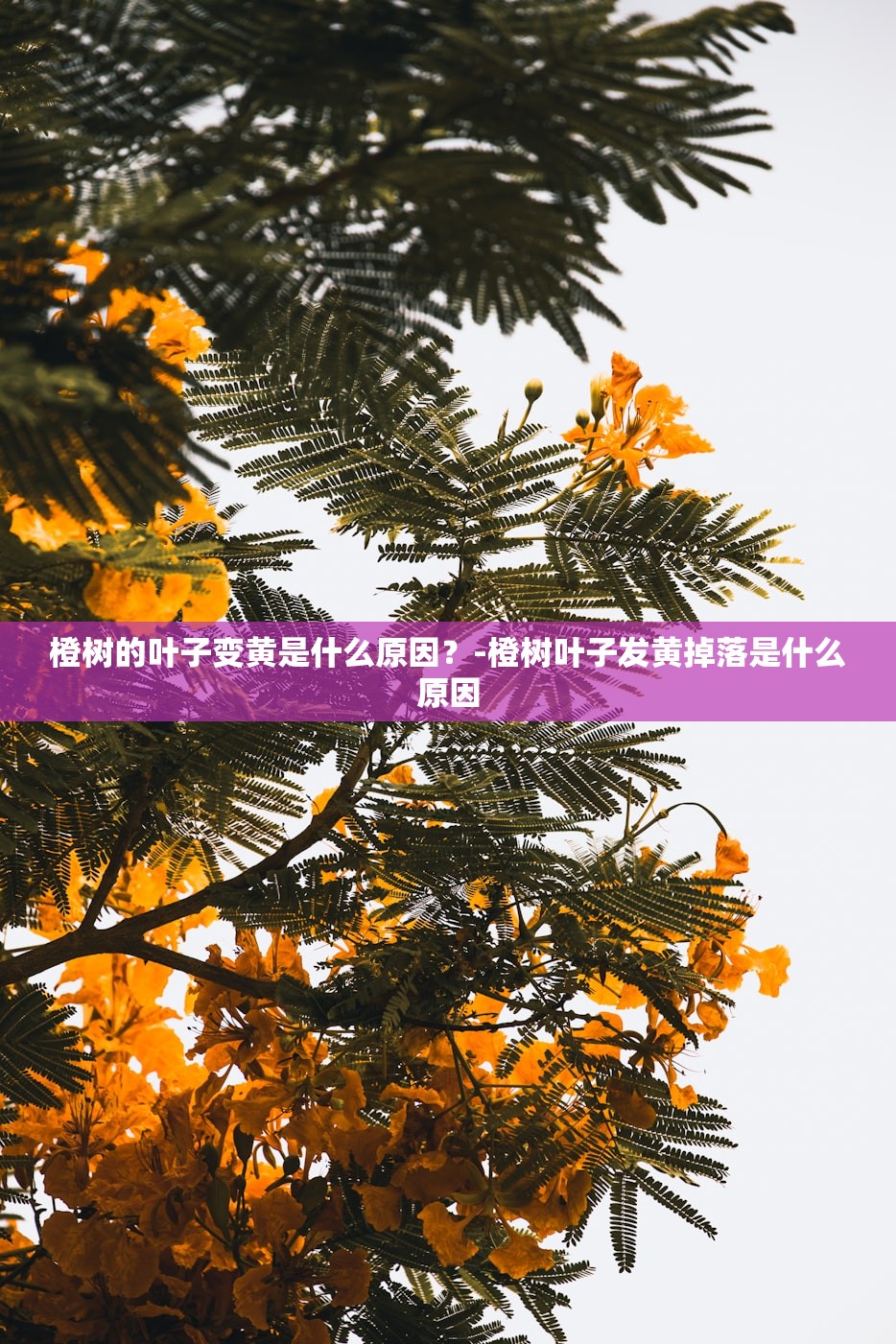 橙树的叶子变黄是什么原因？-橙树叶子发黄掉落是什么原因